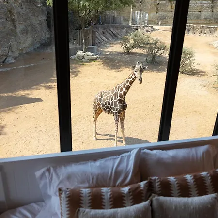 San Antonio Zoo - Spekboom Giraffe Lodge
